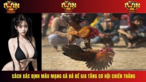 Cách Xác Định Màu Mạng Gà Đá Để Gia Tăng Cơ Hội Chiến Thắng